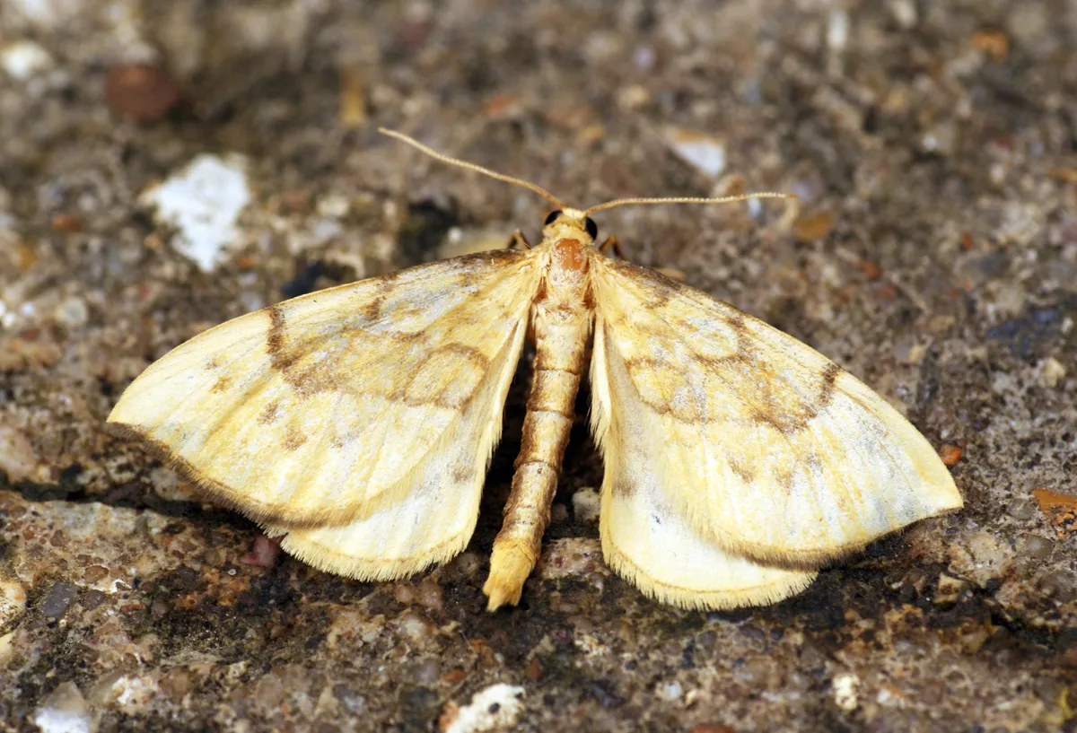 Pyraliata Wave Moth