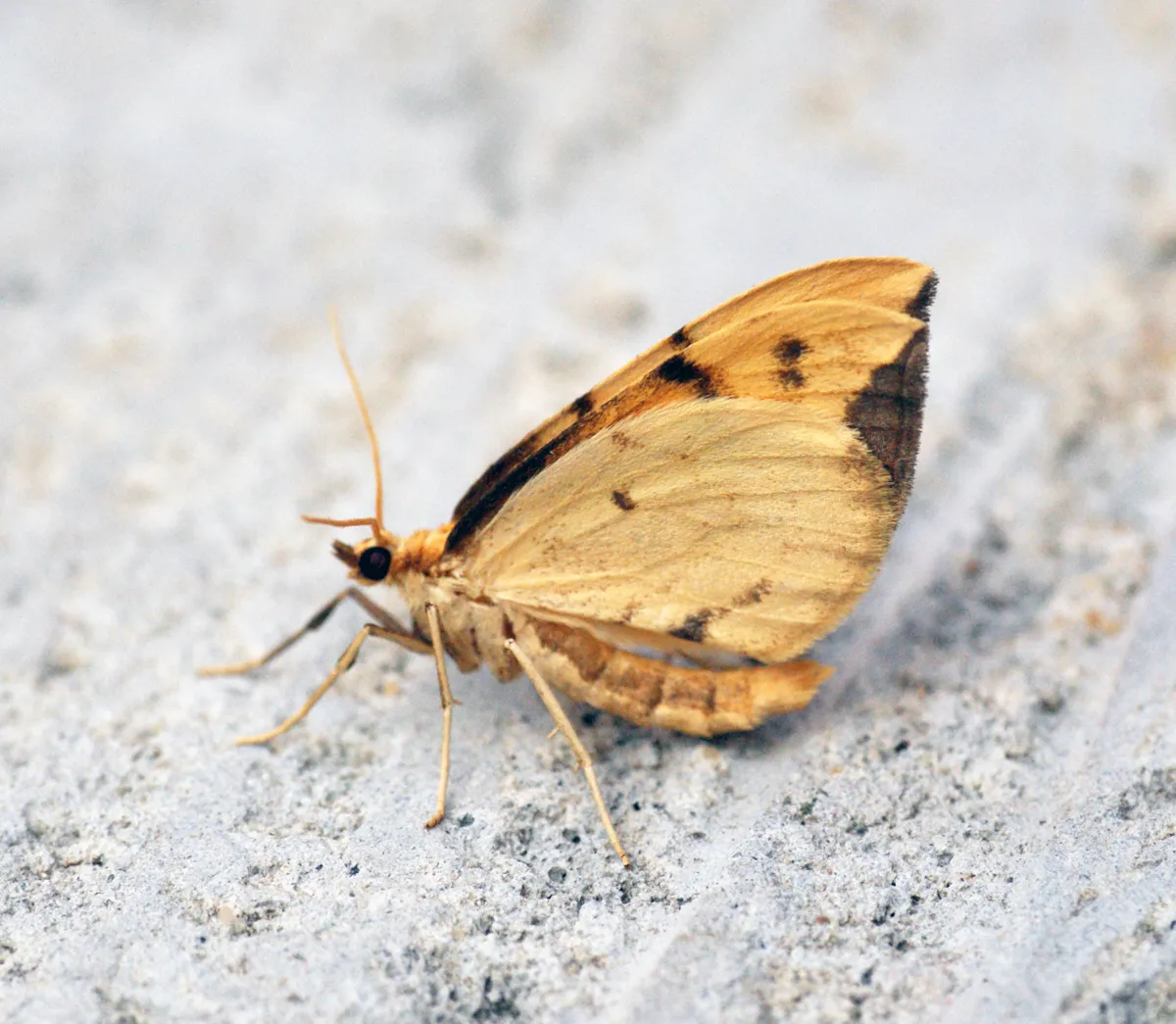 Pyraliata Wave Moth