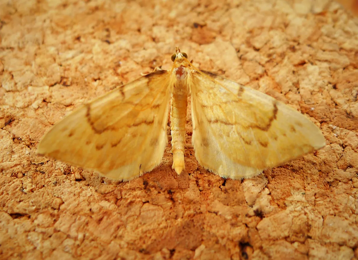 Pyraliata Wave Moth