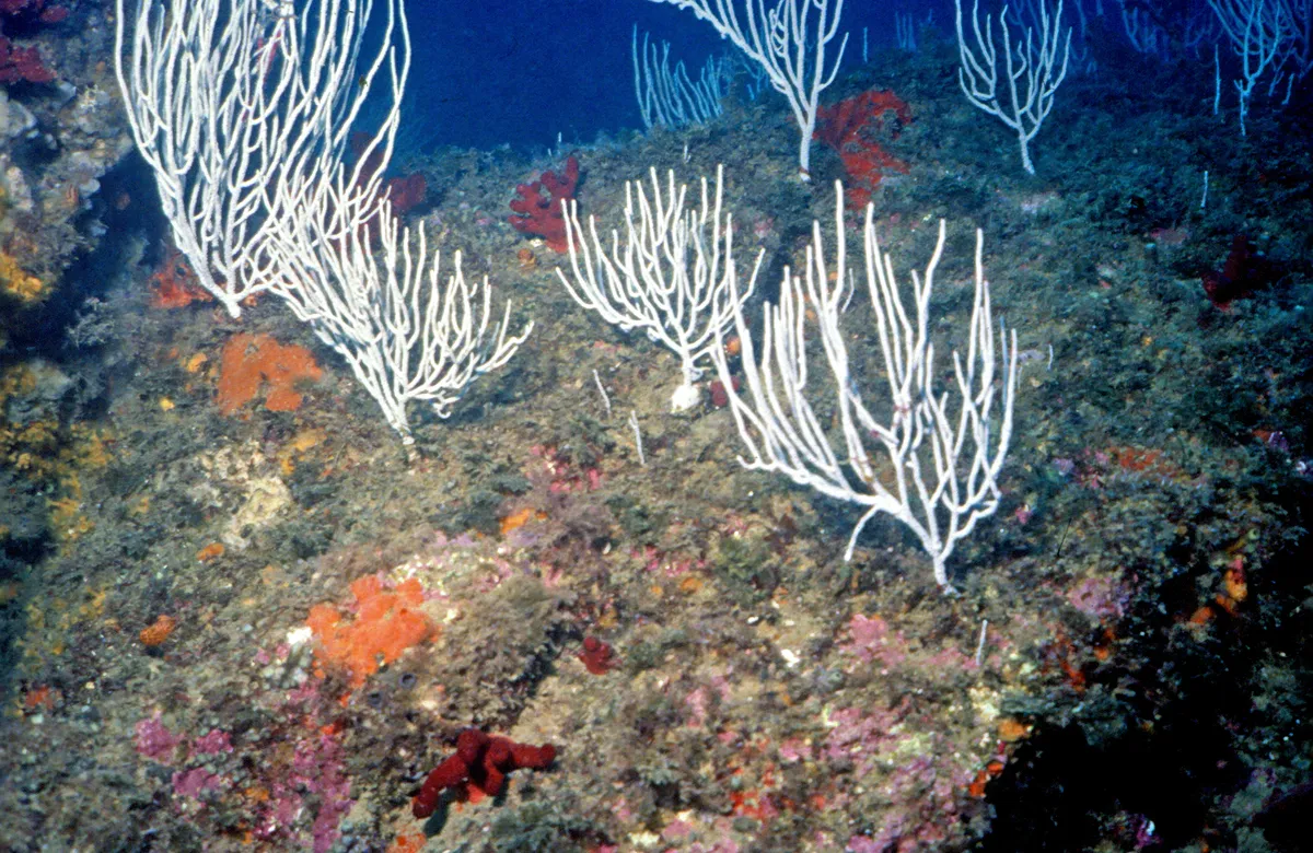 Coral Blanco Córneo