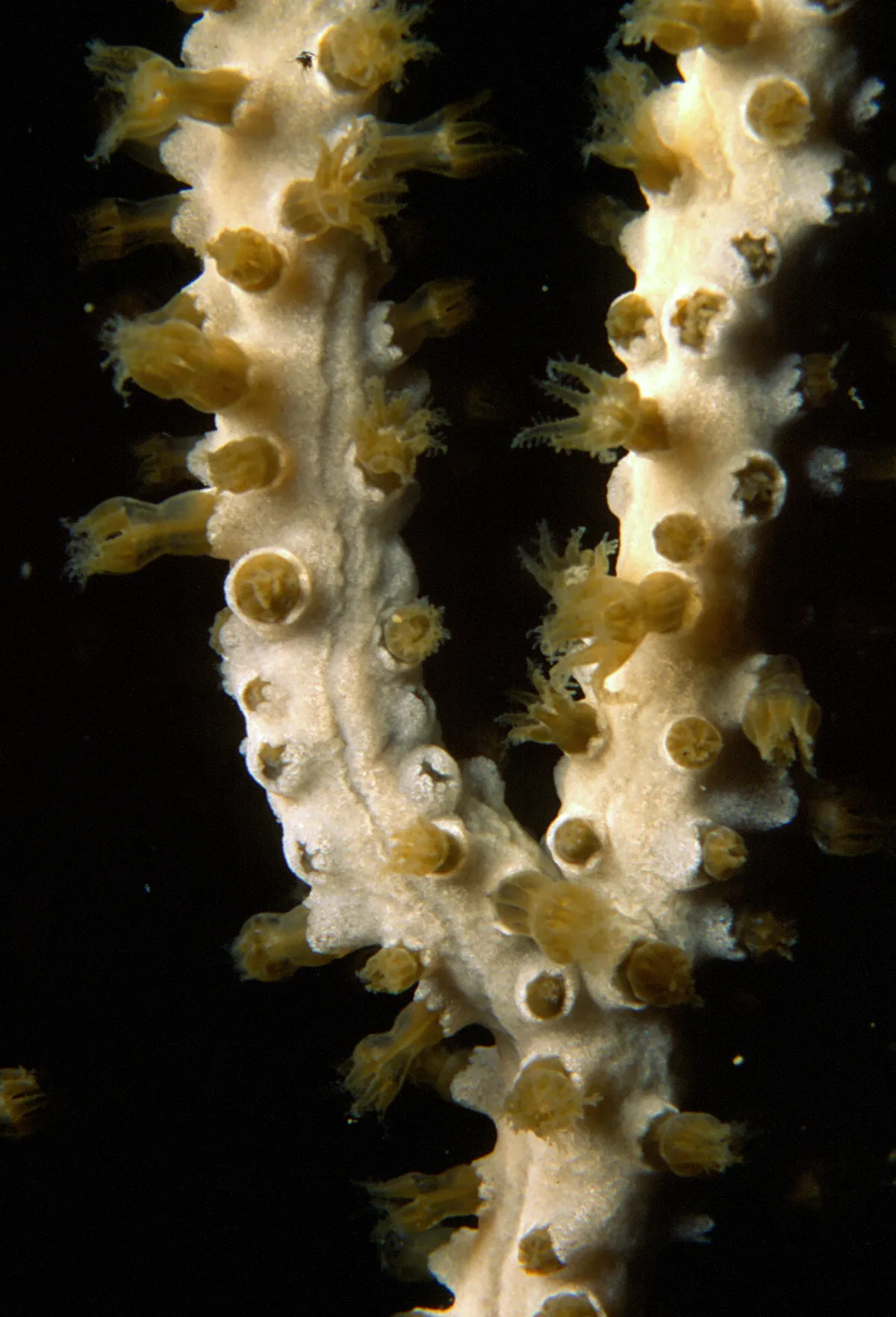 Coral Blanco Córneo