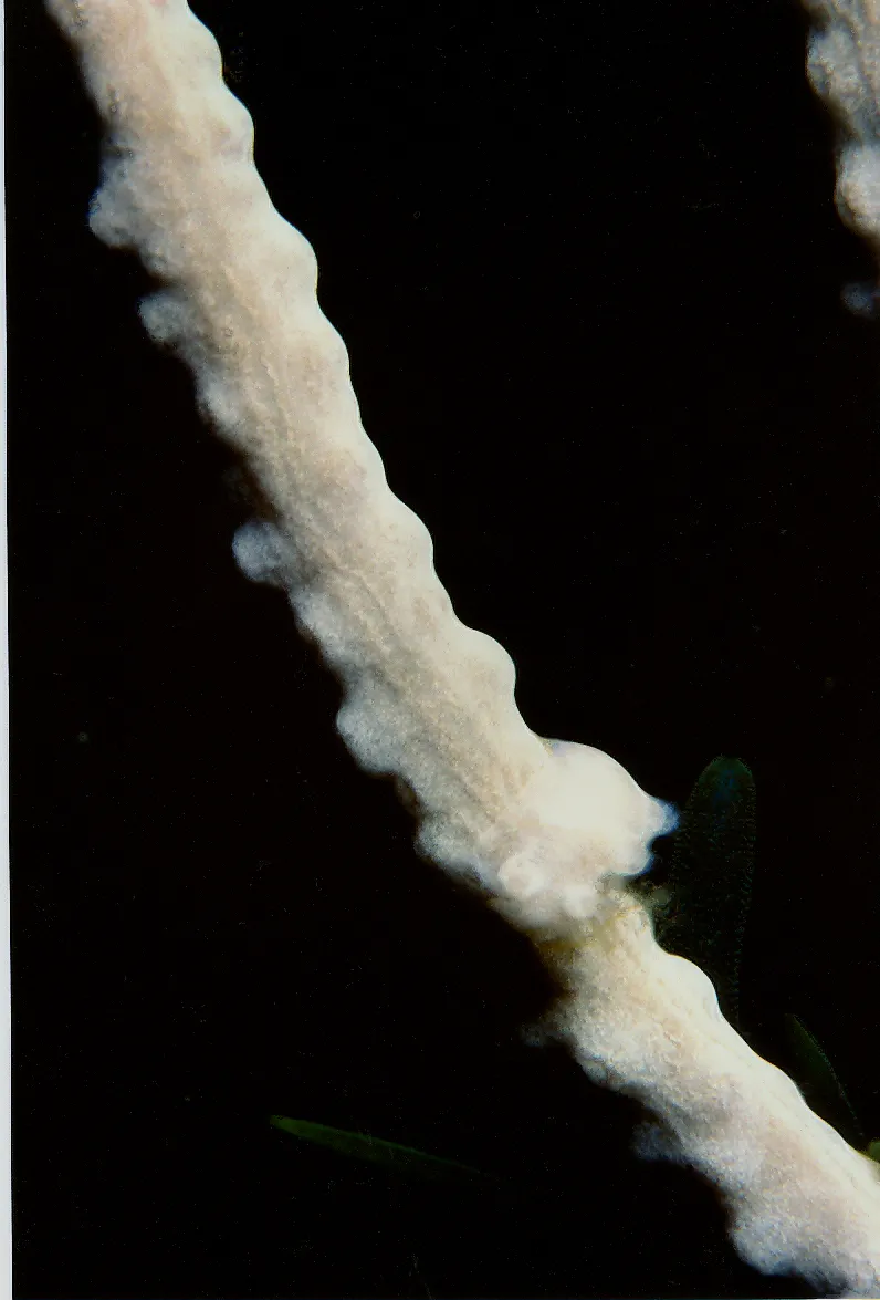 Coral Blanco Córneo