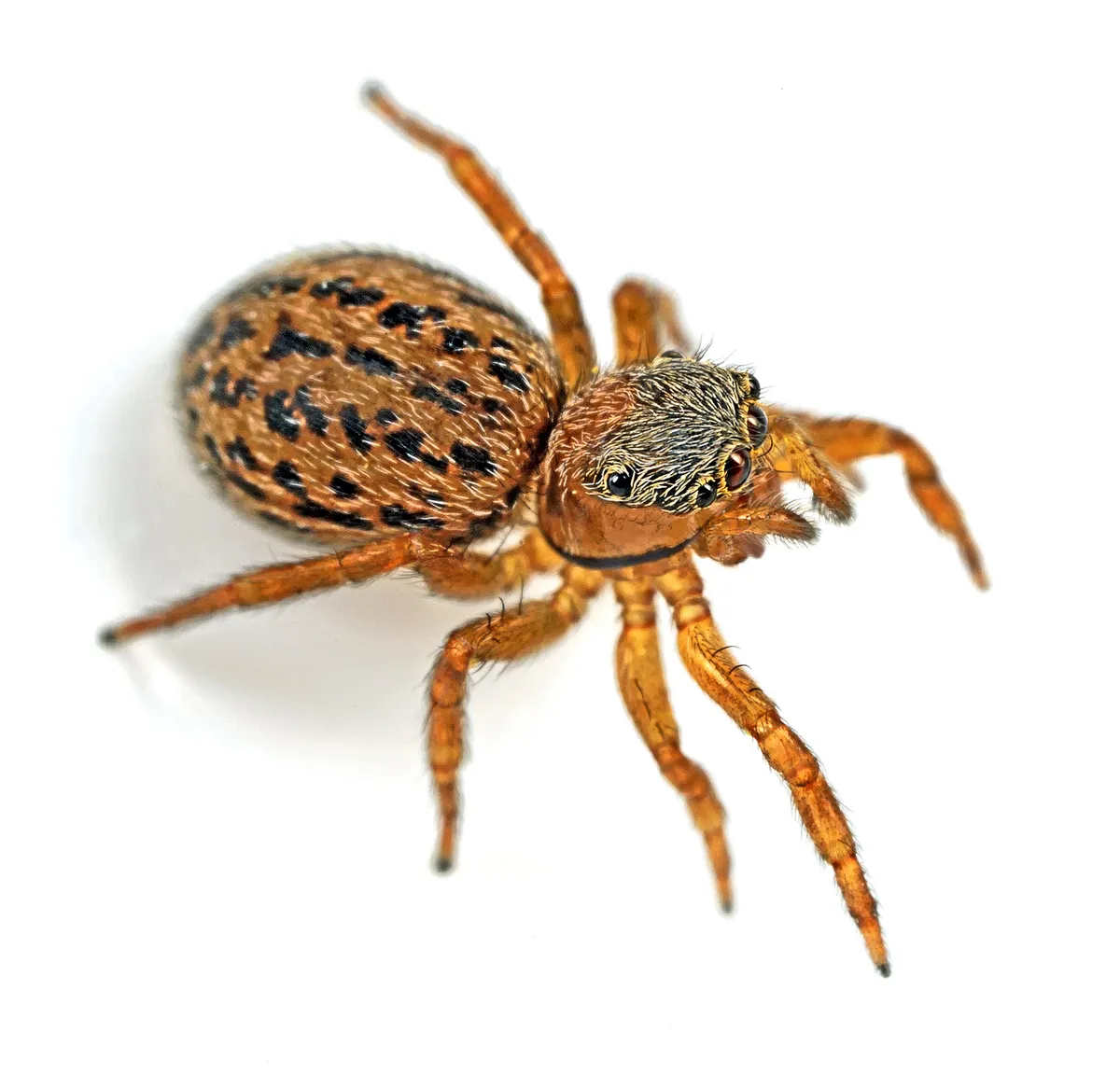 Araña Saltadora de Superficies de Muros