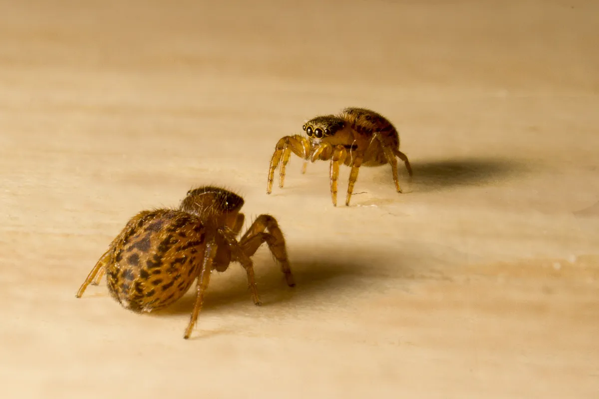 Araña Saltadora de Superficies de Muros