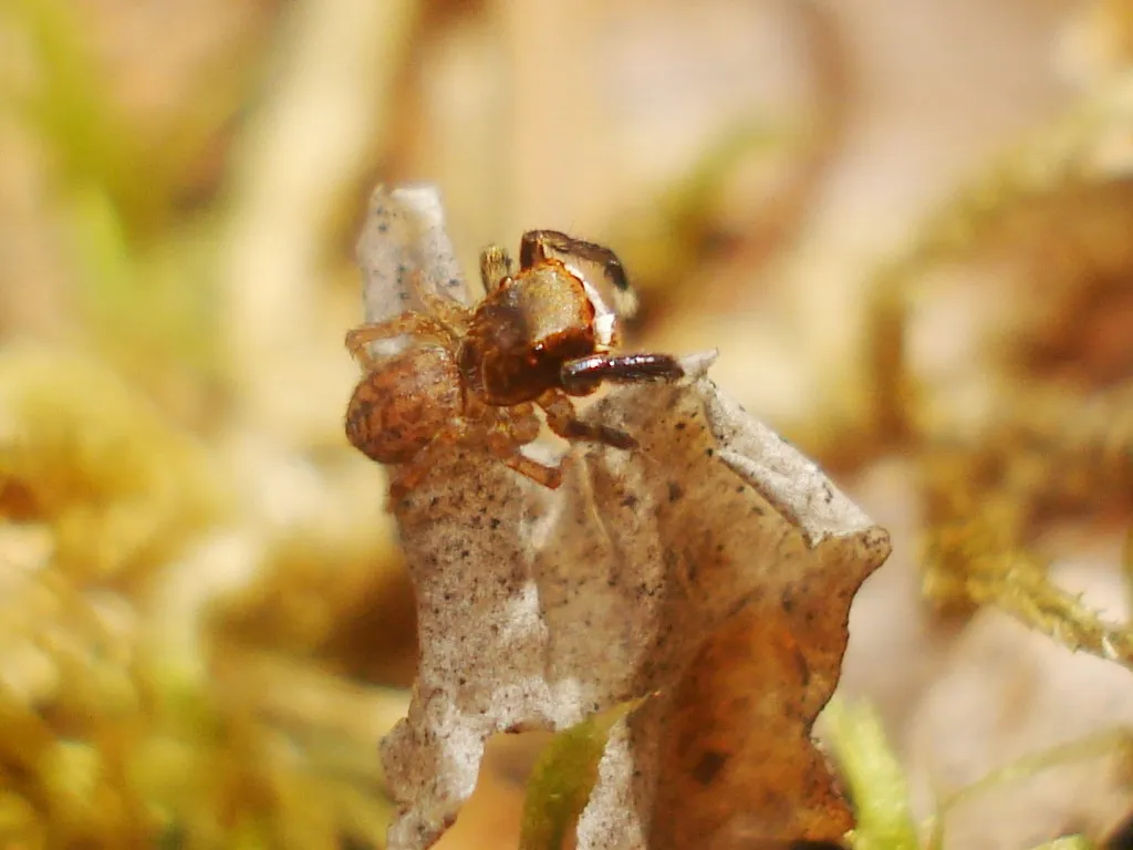 Araña Saltadora de Superficies de Muros