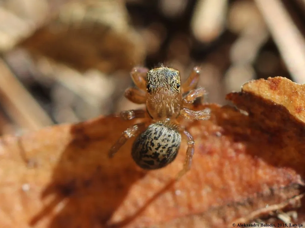 Araña Saltadora de Superficies de Muros
