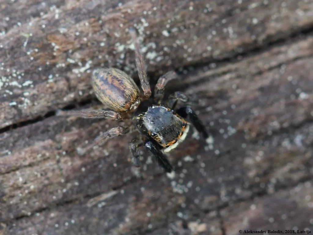 Araña Saltadora de Superficies de Muros