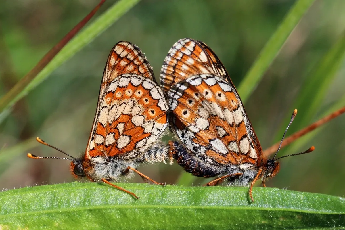 Marsh Fritillary