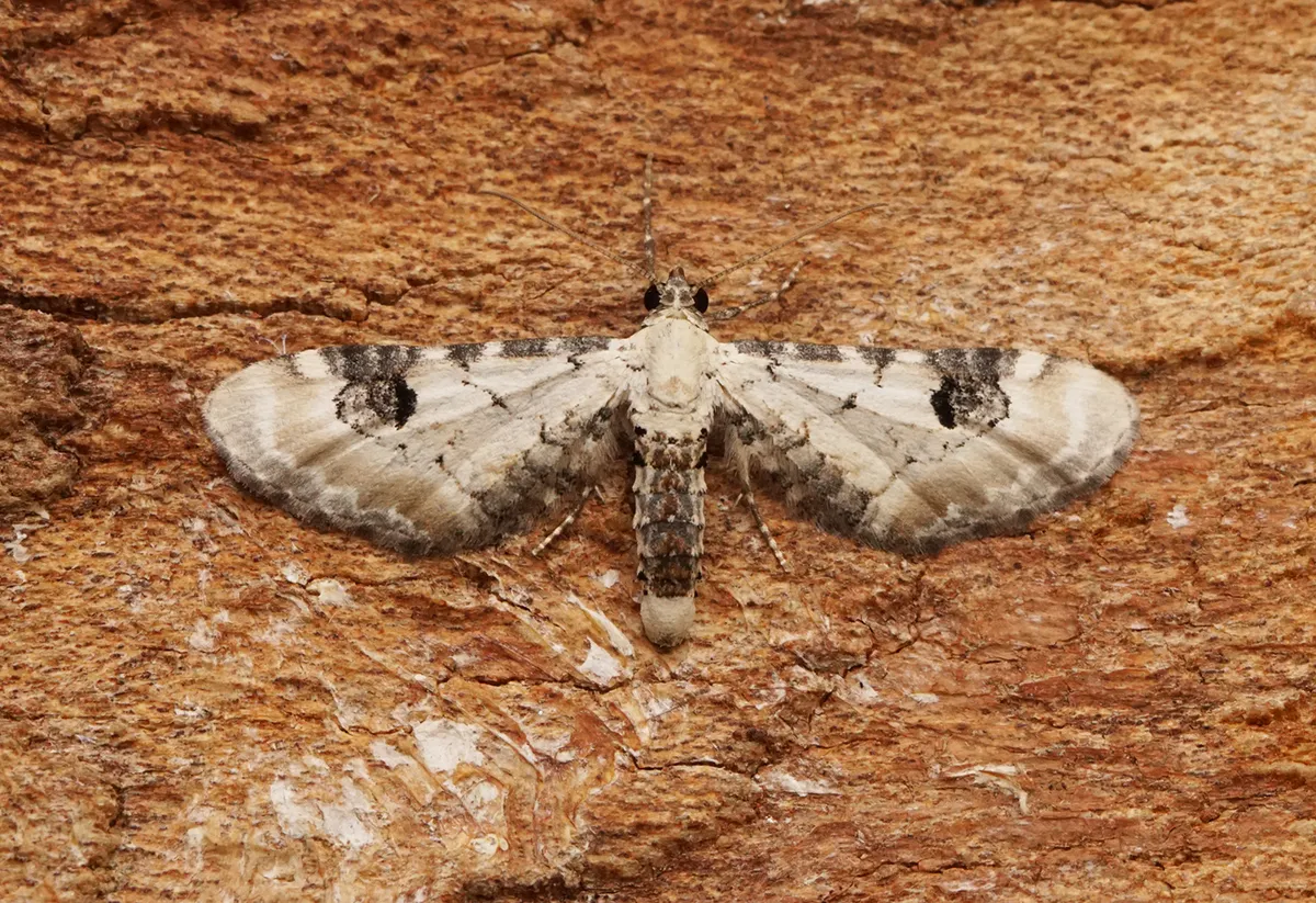Eupithecia centaureata