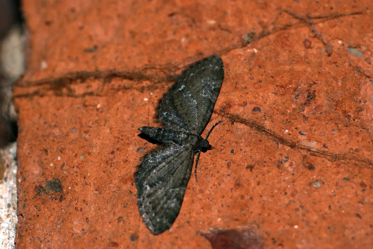 Eupithecia vulgata