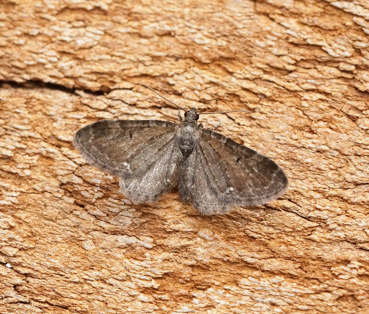 Common Pug