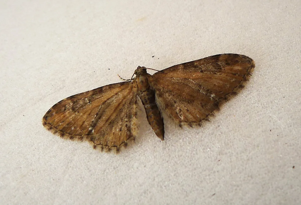 Common Pug