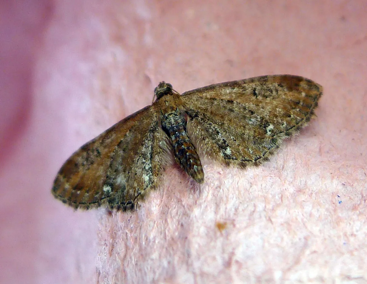 Common Pug
