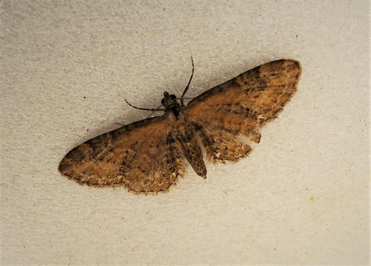 Common Pug