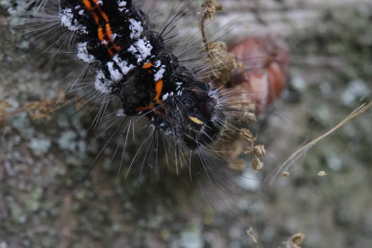 Polilla Cola Amarilla