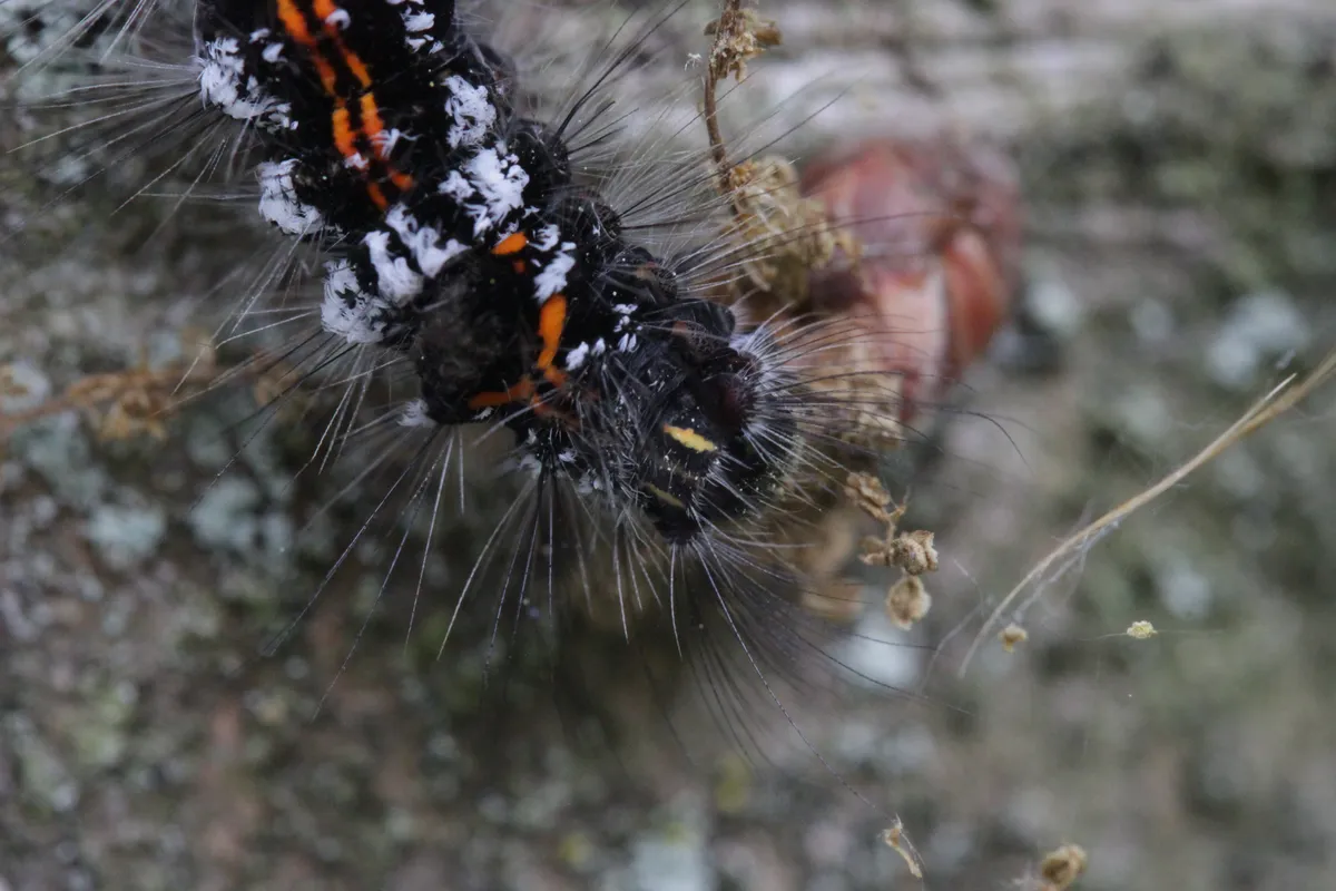 Polilla Cola Amarilla
