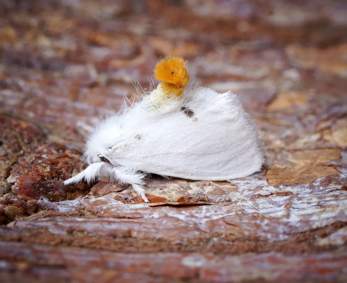 Polilla Cola Amarilla