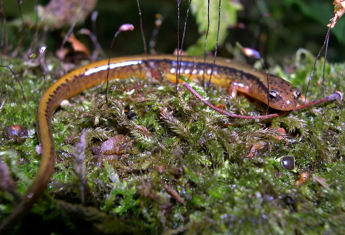 Northern Two-lined Salamander