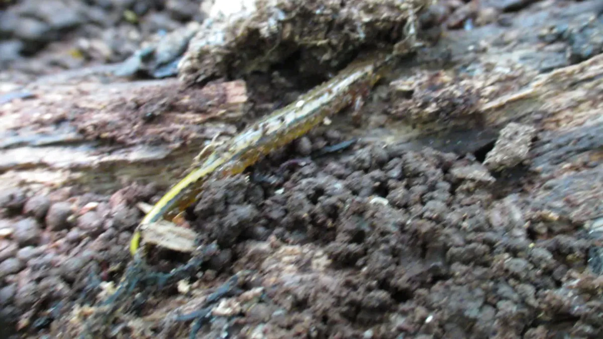 Northern Two-lined Salamander