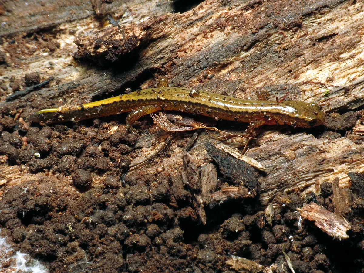Northern Two-lined Salamander