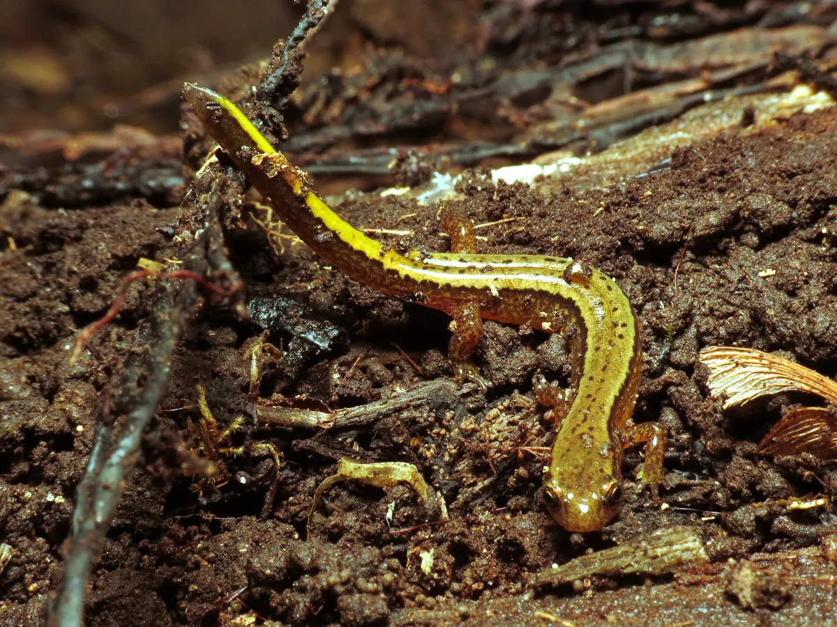 Northern Two-lined Salamander