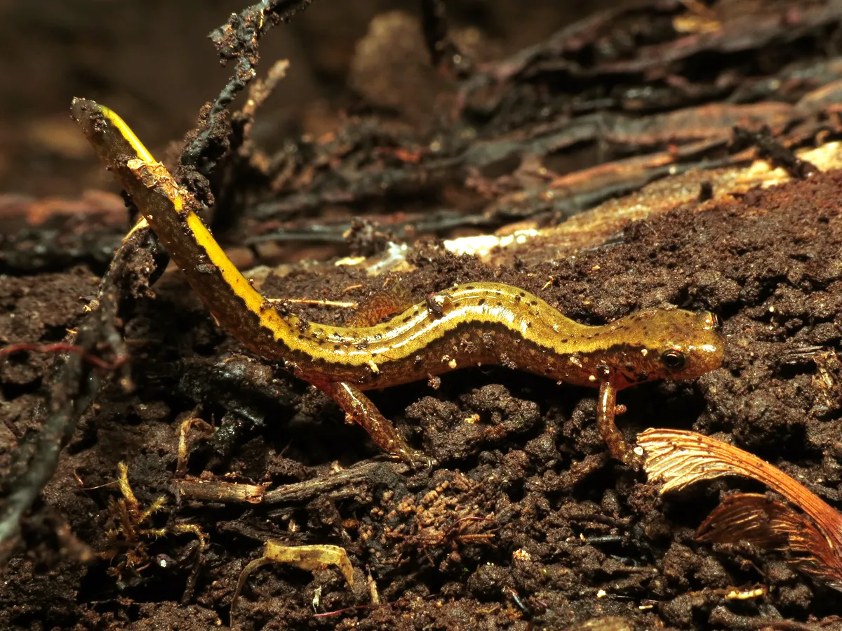 Northern Two-lined Salamander