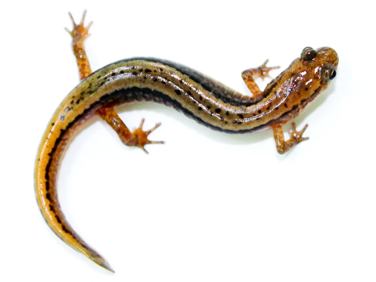 Northern Two-lined Salamander
