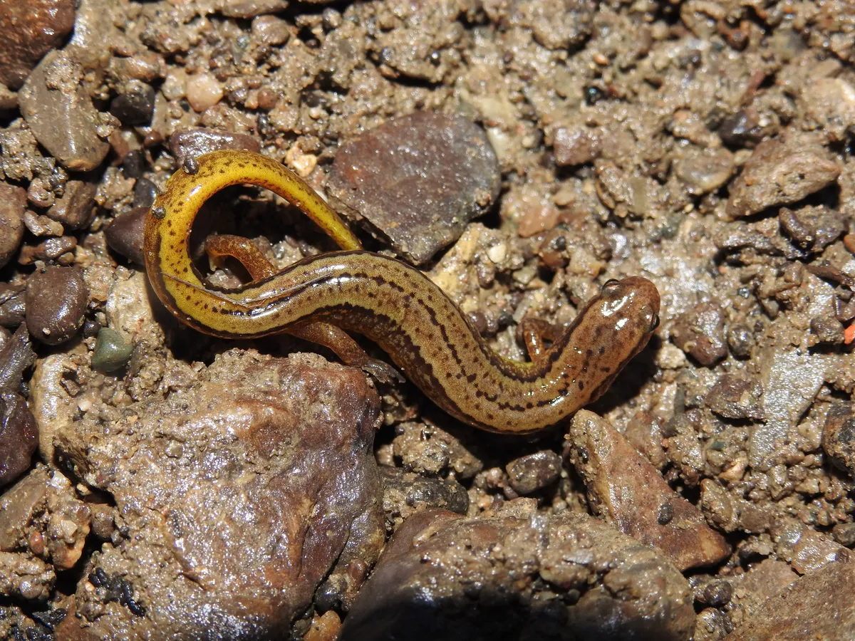 Salamandra de Dos Líneas del Sur
