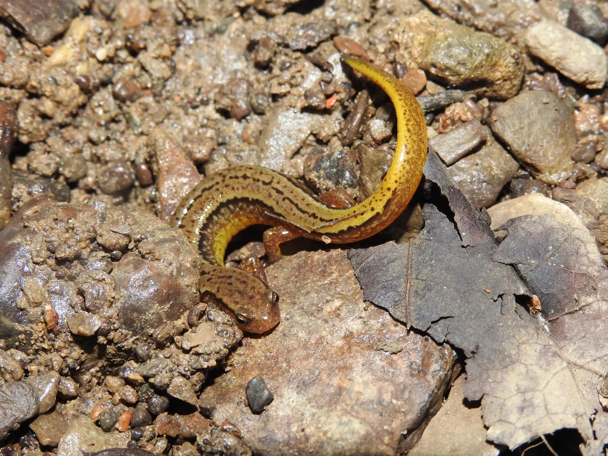 Salamandra de Dos Líneas del Sur