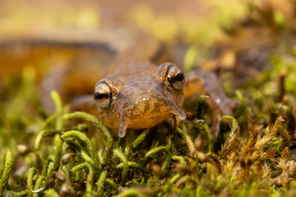 Salamandra de Dos Líneas del Sur