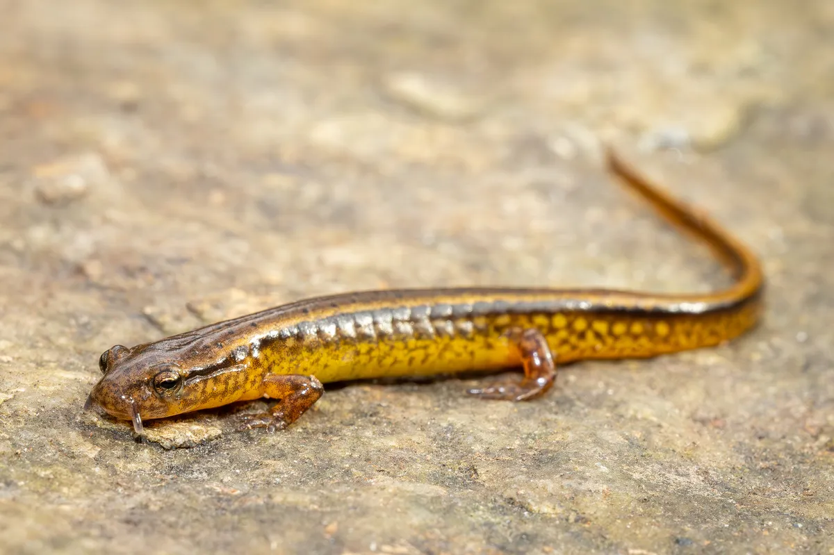 Salamandra de Dos Líneas del Sur