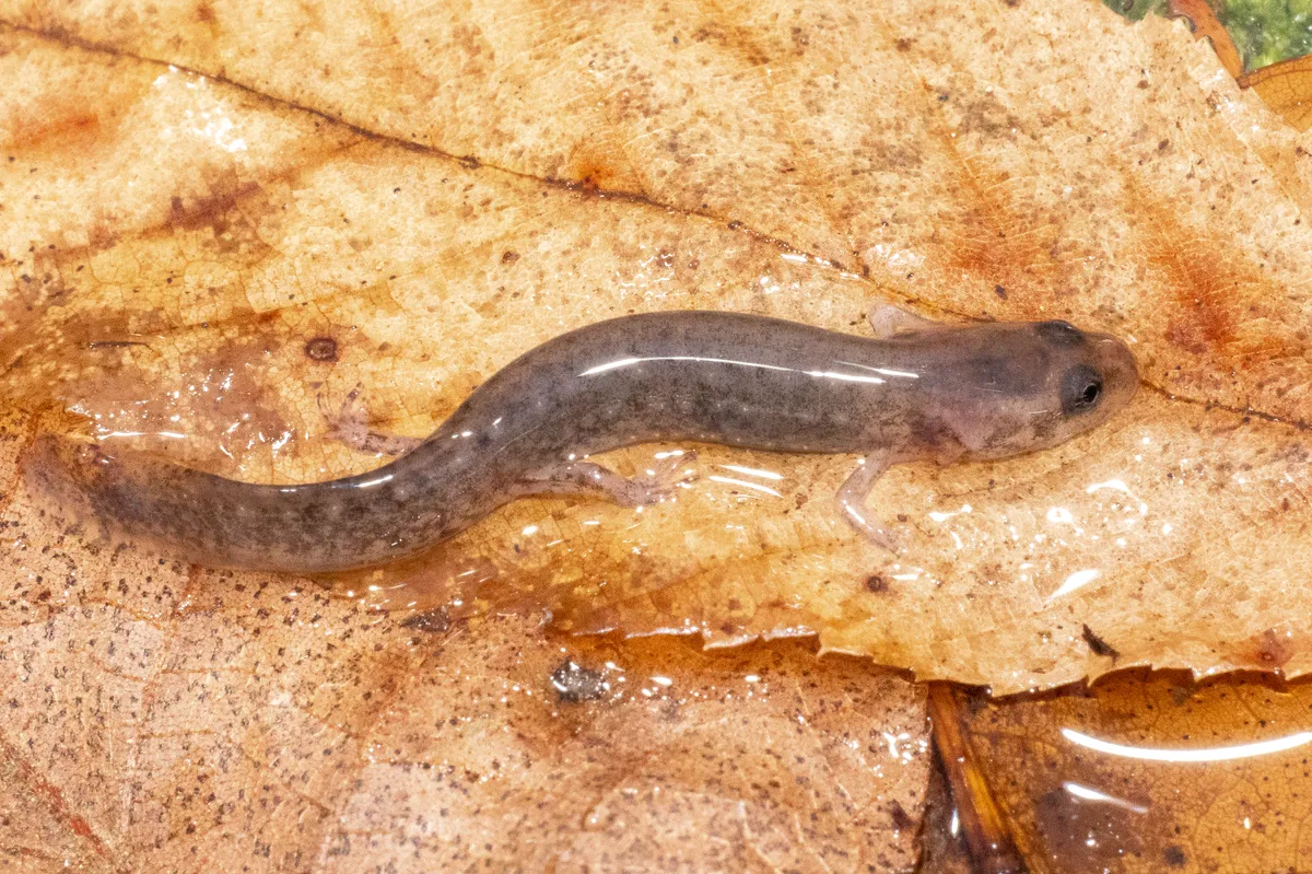 Salamandra de Dos Líneas del Sur
