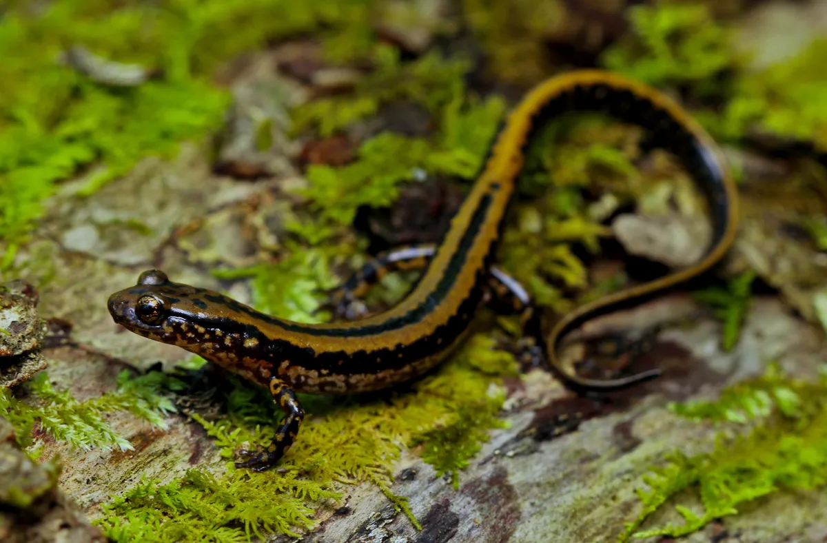 Three-lined Salamander