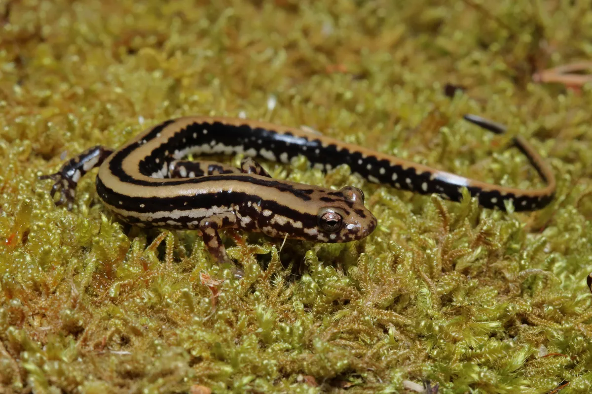Three-lined Salamander