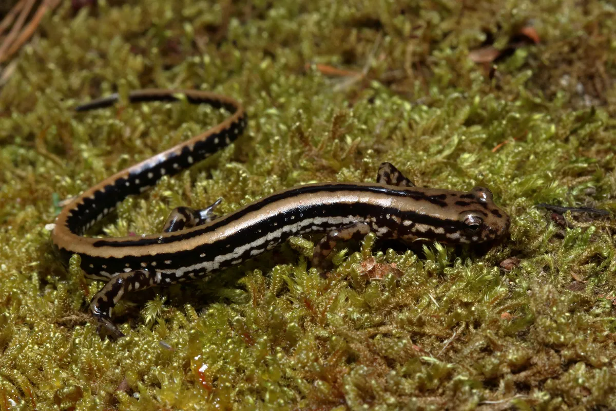 Three-lined Salamander