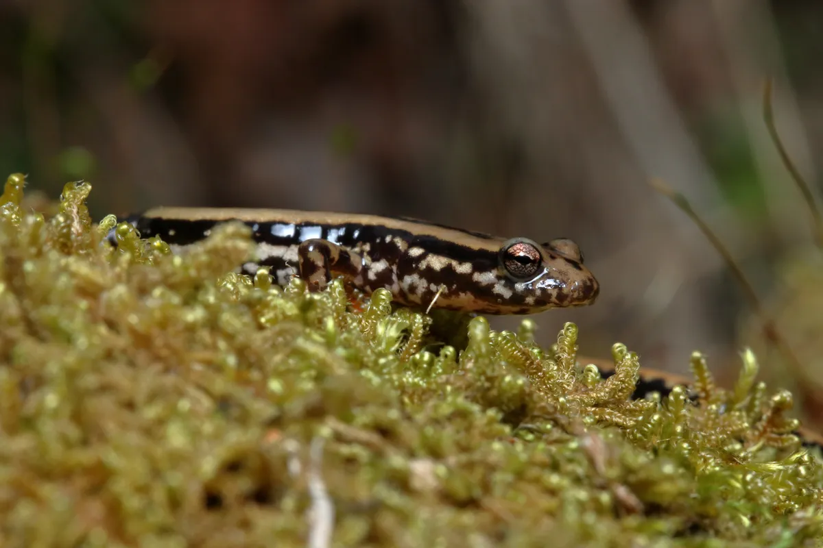 Three-lined Salamander