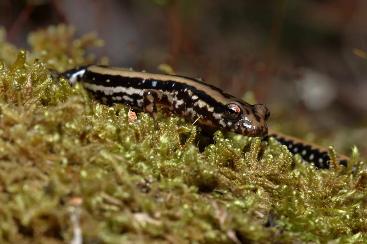 Three-lined Salamander