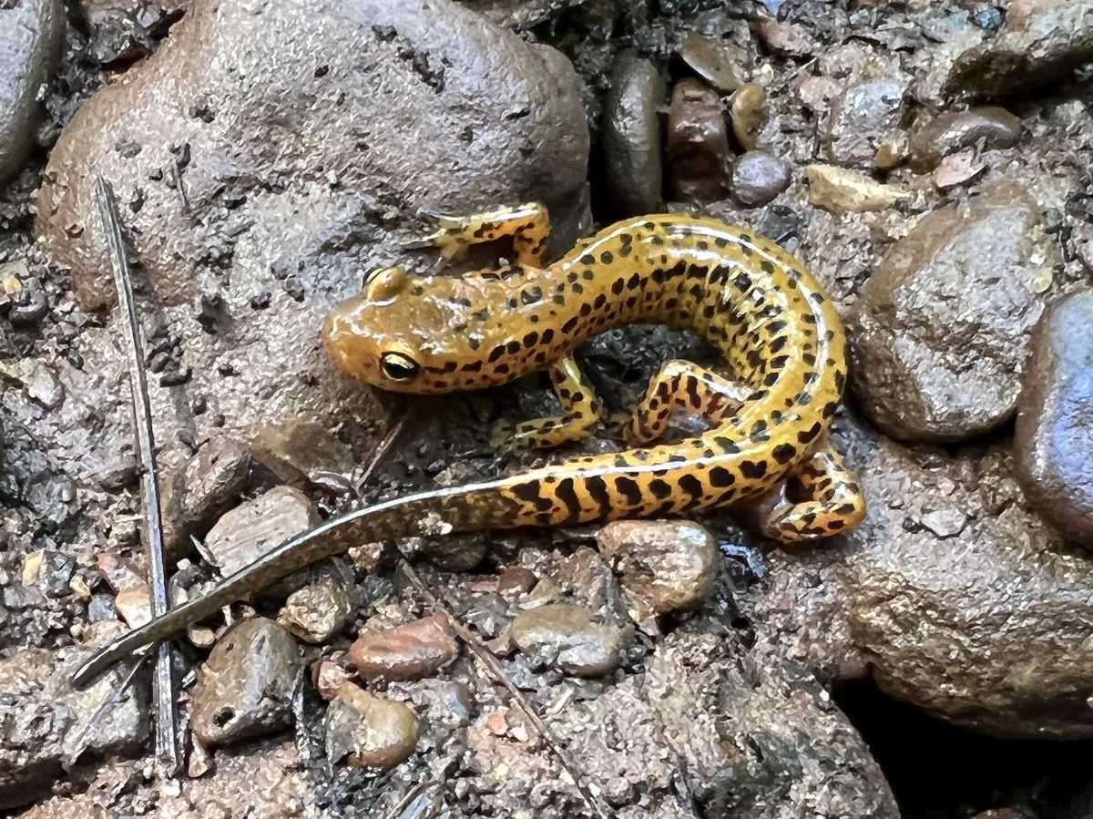 Long-tailed Salamander