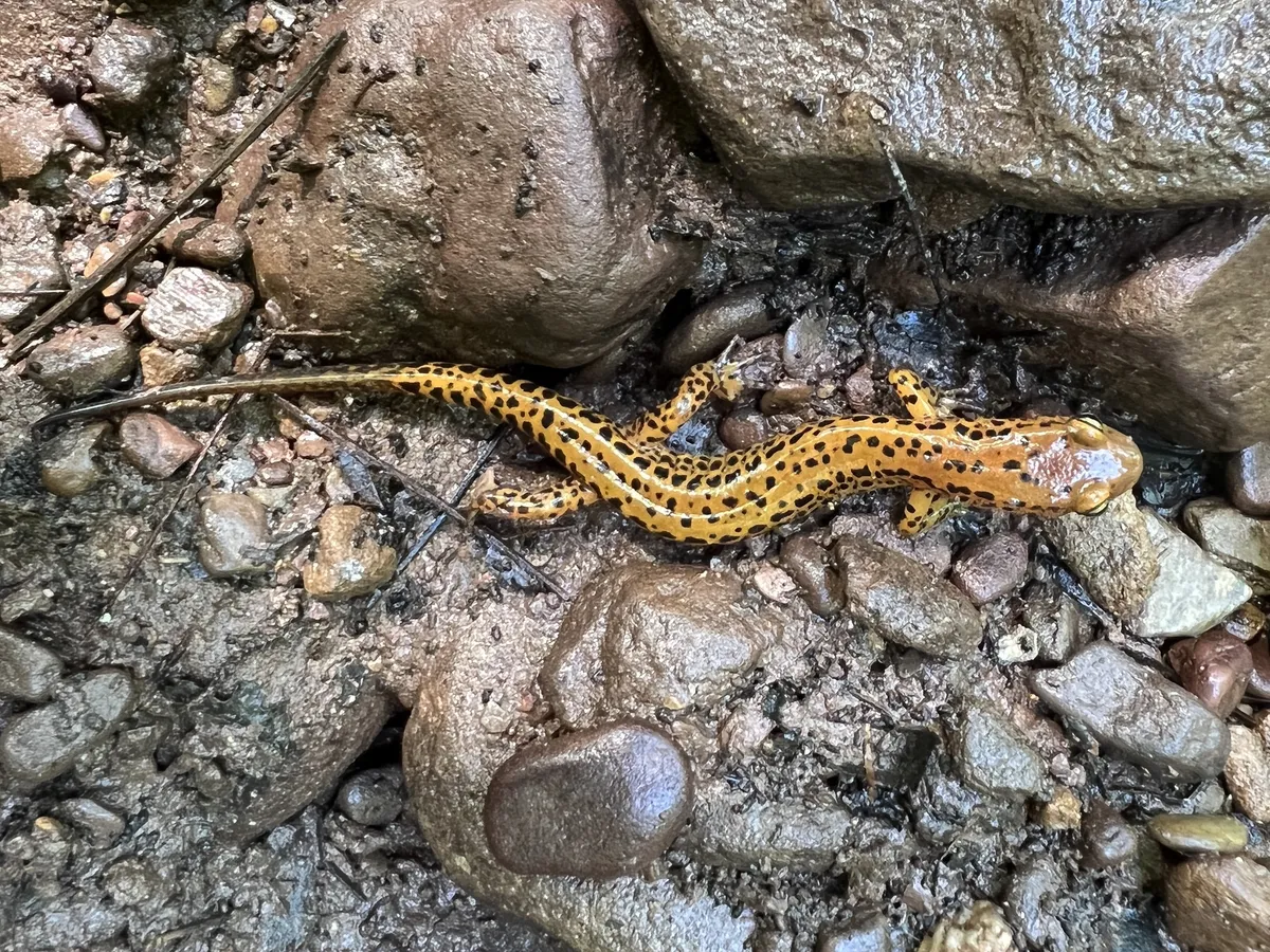 Long-tailed Salamander