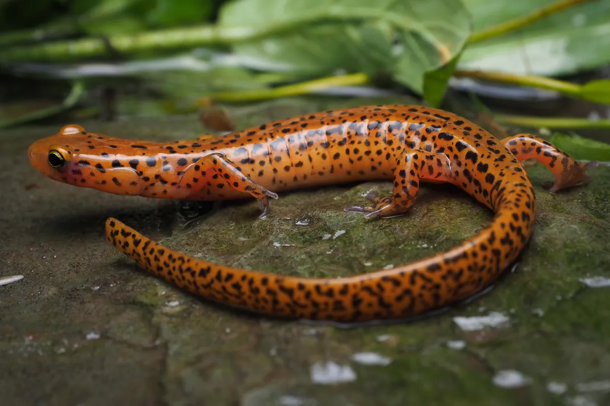 Long-tailed Salamander