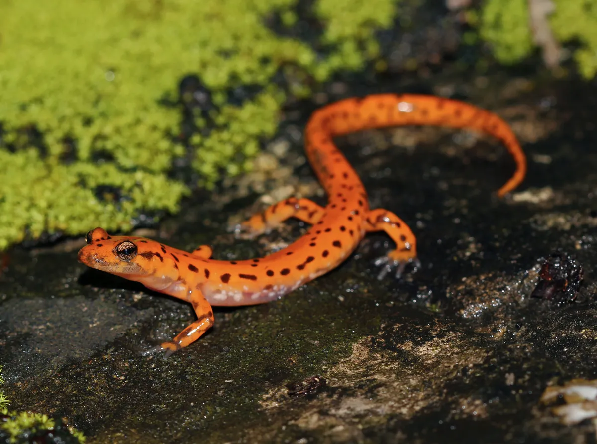 Cave Salamander