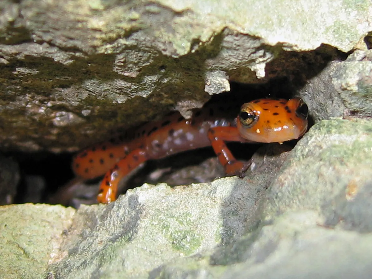 Cave Salamander