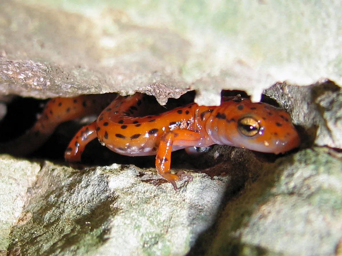 Cave Salamander