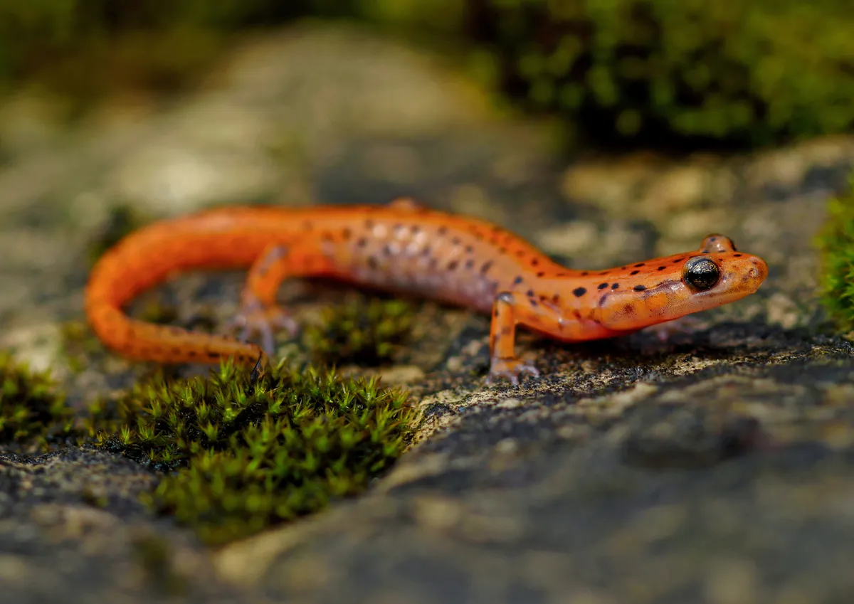Cave Salamander