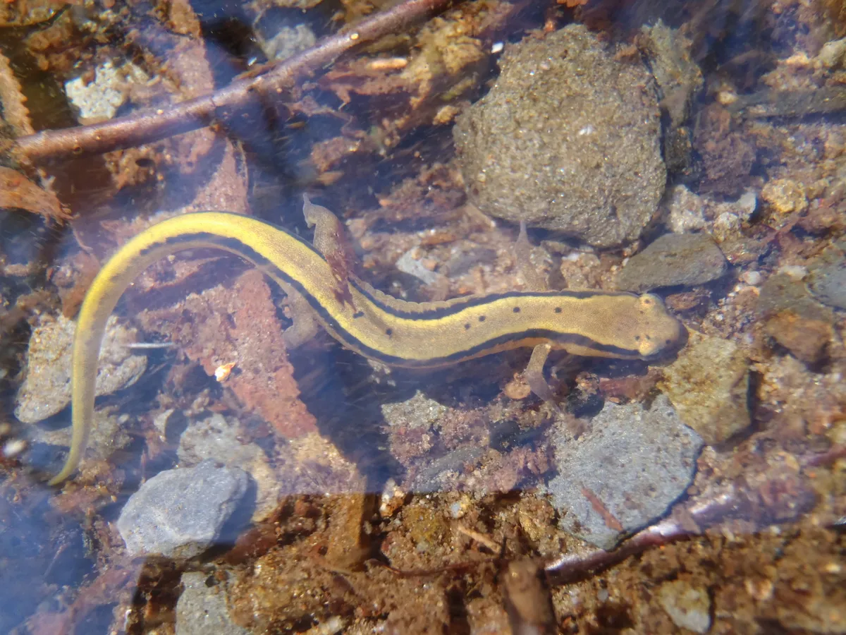 Blue Ridge Two-lined Salamander