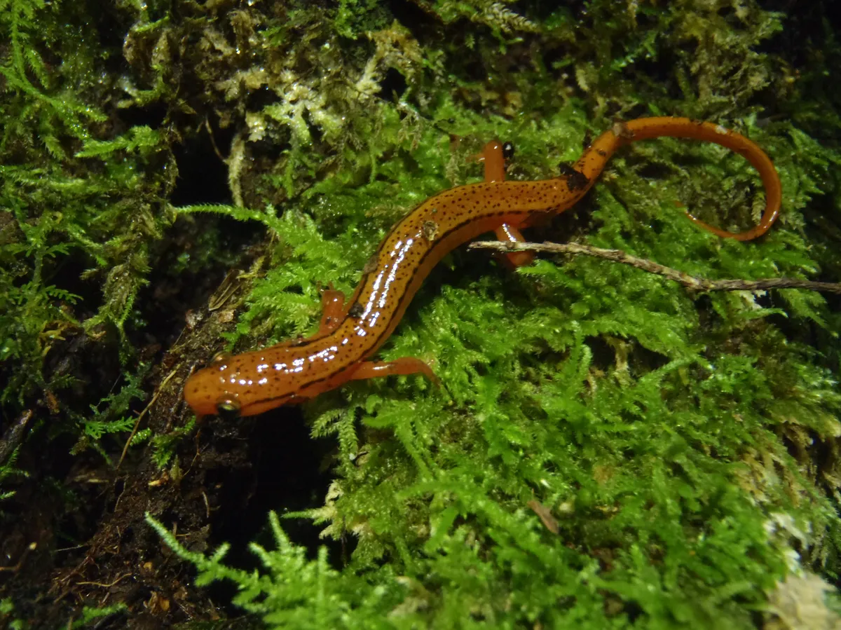 Blue Ridge Two-lined Salamander