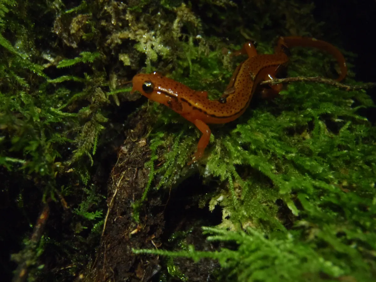 Blue Ridge Two-lined Salamander