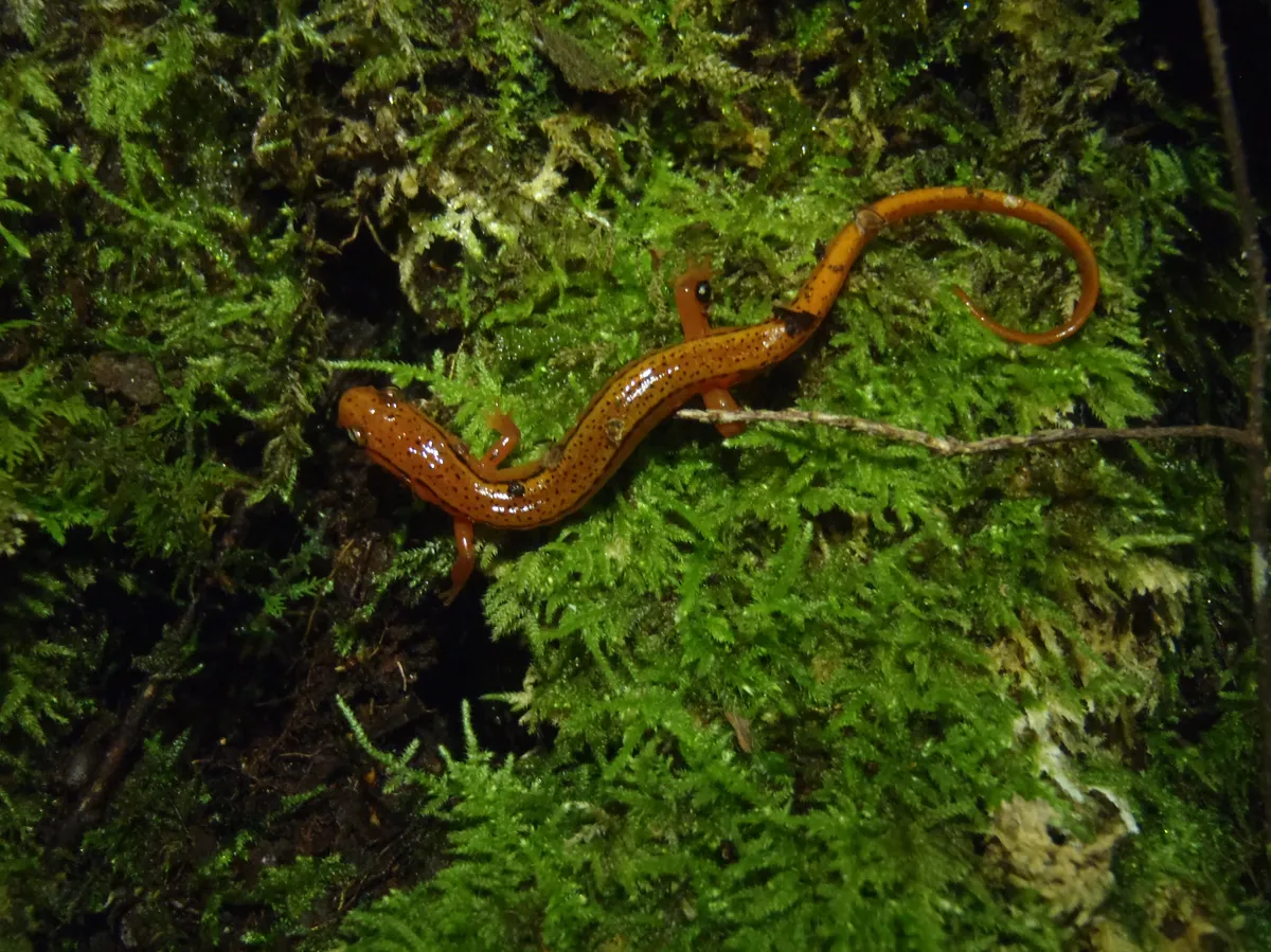 Blue Ridge Two-lined Salamander