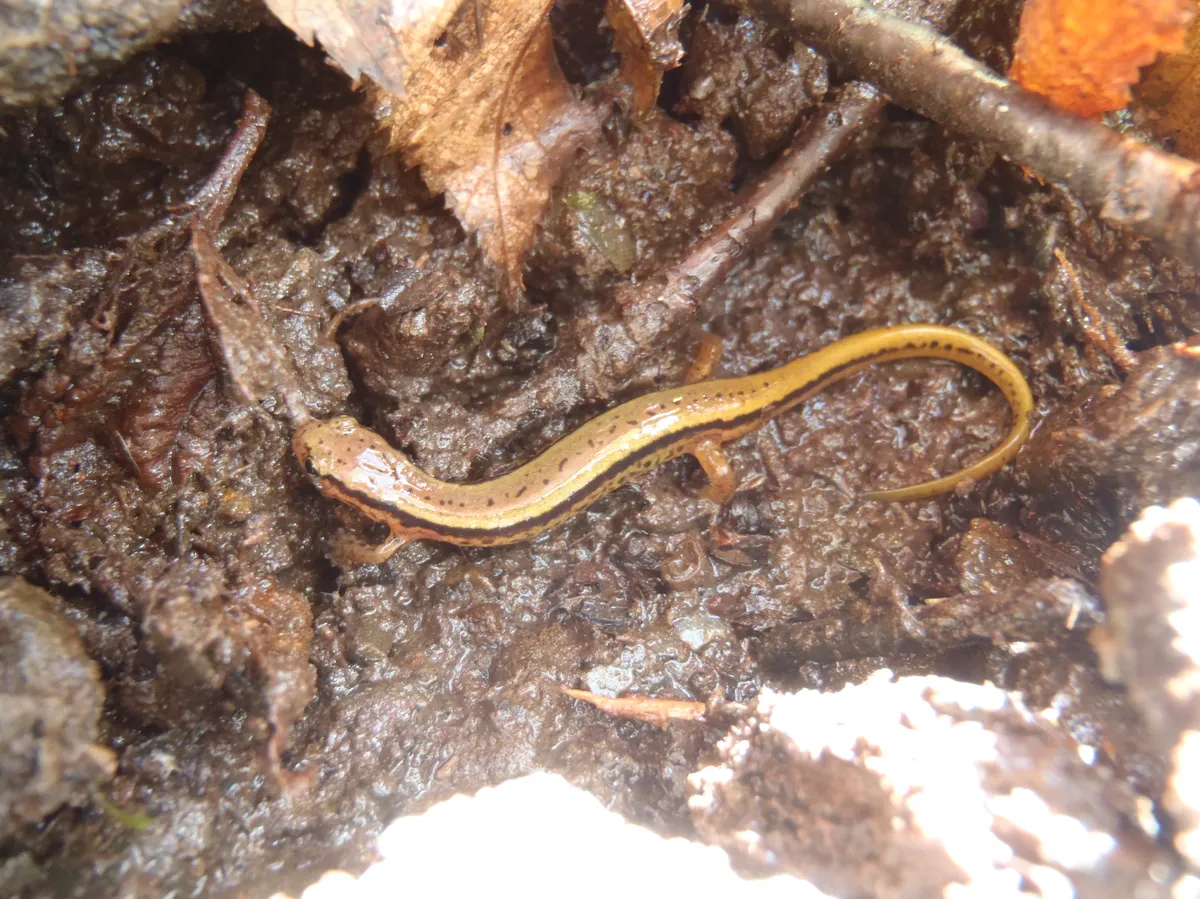 Blue Ridge Two-lined Salamander