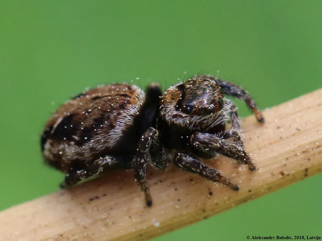 Curved Jumping Spider